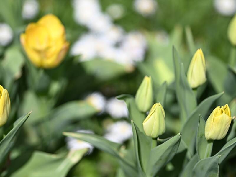 gelbe Tulpen (Blumen)