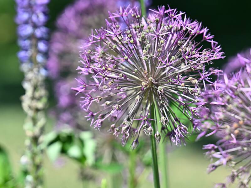 Allium (Zierlauch)